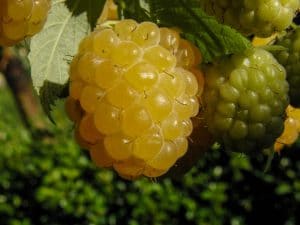 Fruitier original - Framboise jaune