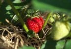 Comment planter des fraises ?