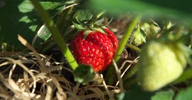 Comment planter des fraises ?