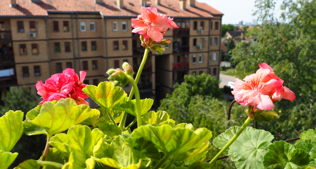 Décoration balcon avec plantes et fleurs