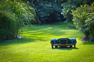 4 conseils pour conserver une belle pelouse toute l'année